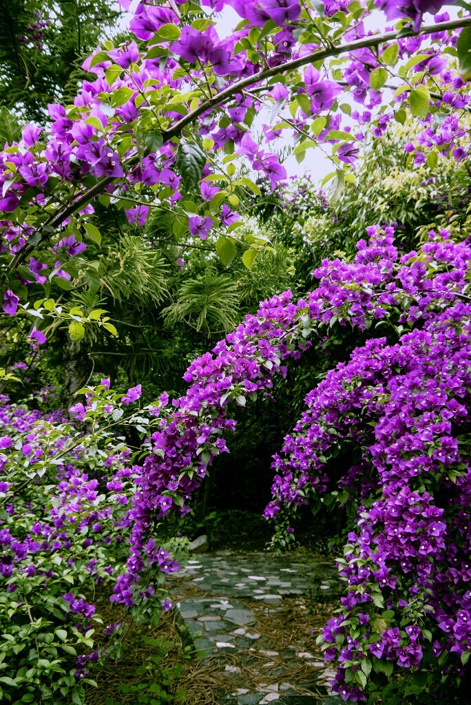 三角梅，紫茉莉科叶子花属植物。<br />
对头，它的别名就是叫叶子花。