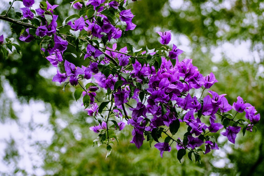 三角梅，又叫叶子花、簕杜鹃，紫茉莉科叶子花属植物。