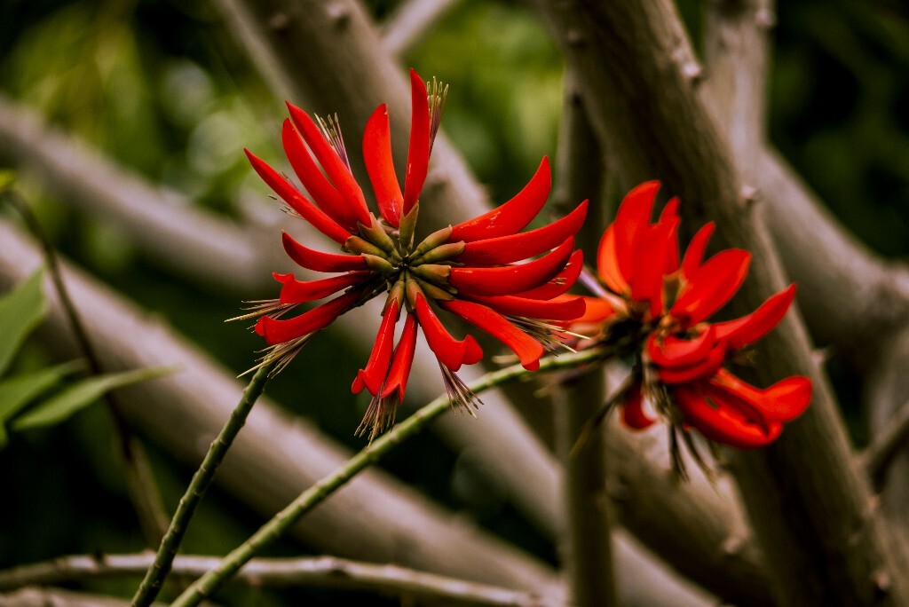 刺桐，又叫象牙红，豆科刺桐属植物。<br />
对了，比鸡冠刺桐少两个字，这种植物很早就被引入中国种植了，古诗词中有很多吟诵它的作品。