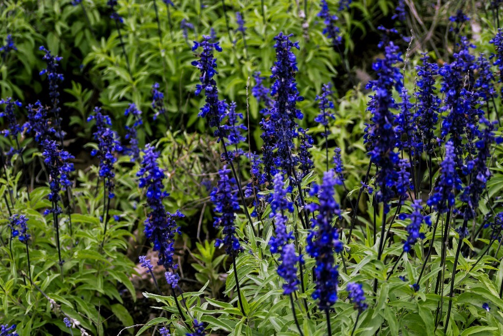 蓝花鼠尾草，唇形科鼠尾草属植物。