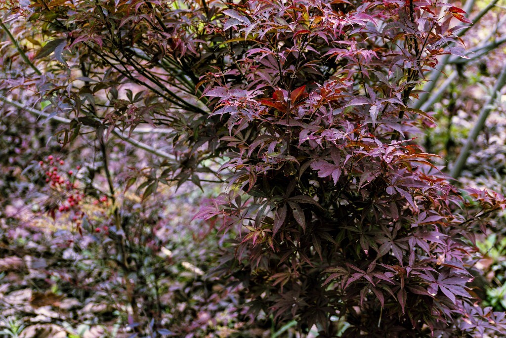 红枫，槭树科槭树属植物。它的叶子生来就是红色的，不需要等到秋天……