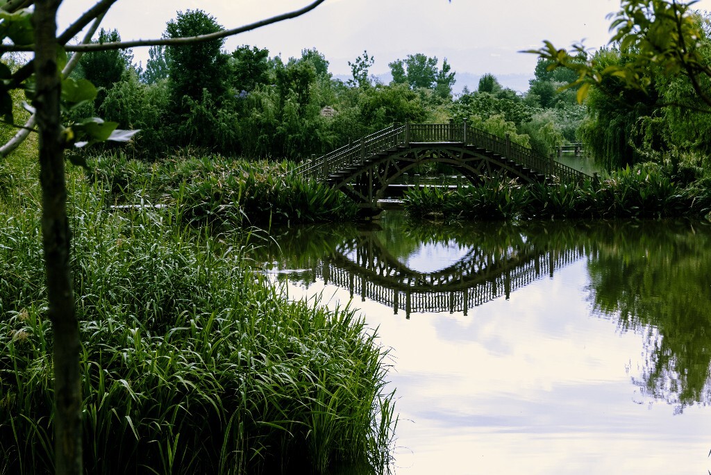 邛海湿地公园一角，小桥边的植物是再力花，照片左下水边的植物是芦苇。