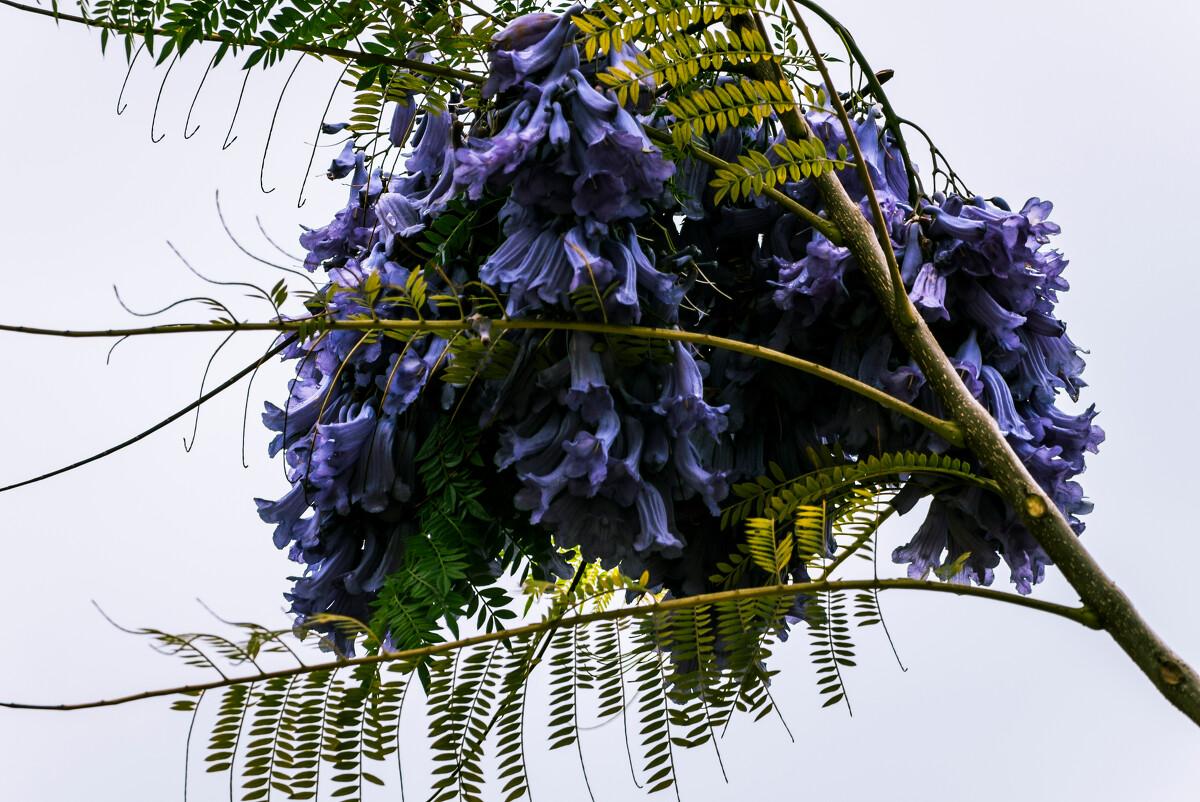 蓝花楹，紫葳科蓝花楹属植物