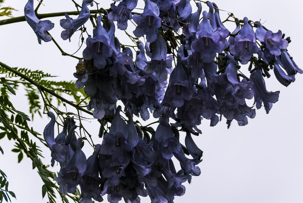 西昌市内的航天大道和另外几条街道选用这种美丽的植物作了行道树，期待着他们尽快长大。可以想见未来的某一个春天，它们会用盛开的蓝紫色花朵扮美西昌，让整个西昌城乃至四川省都为之癫狂……