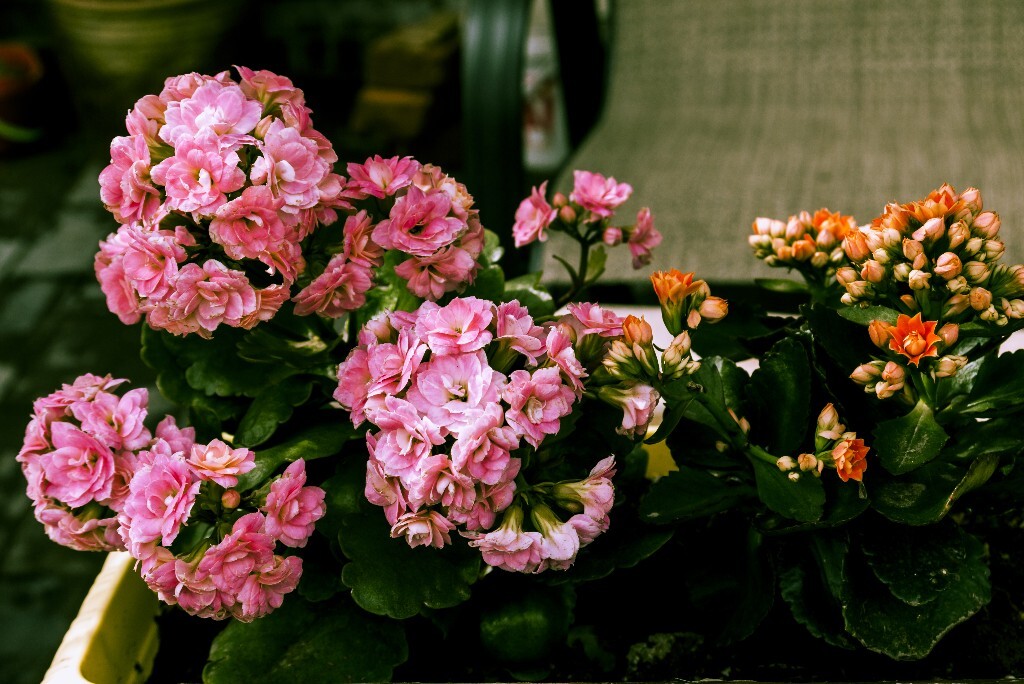 长寿花，花色很丰富的适宜盆栽的花卉。
