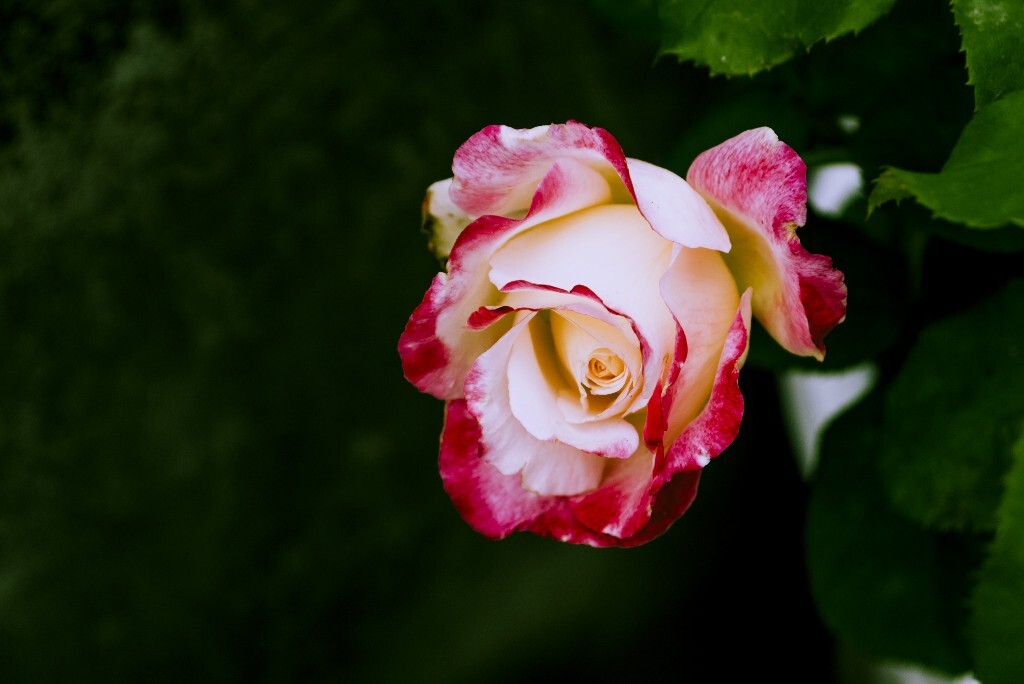 月季，蔷薇科蔷薇属植物。