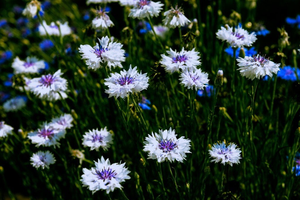 矢车菊，这一片矢车菊淡青色的花瓣，花色几近于白色。