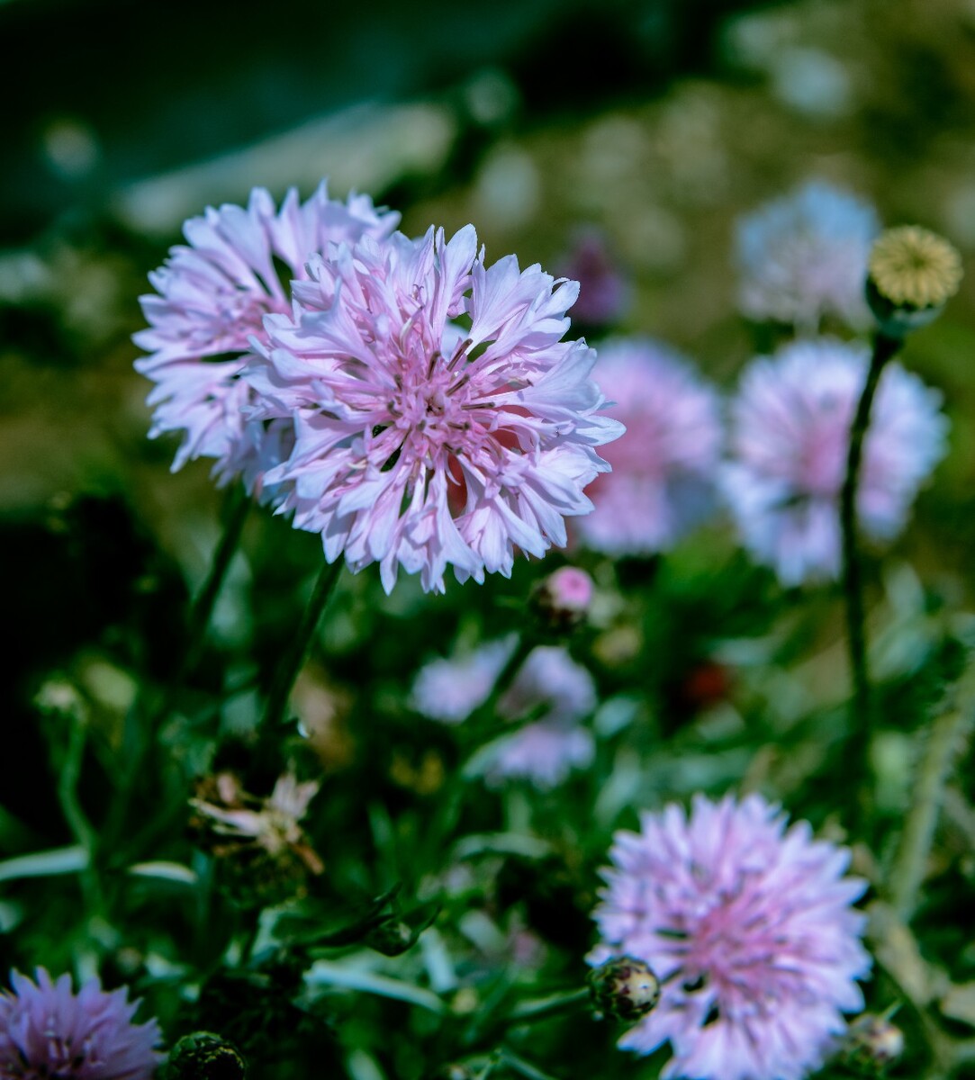 粉紫色的矢车菊