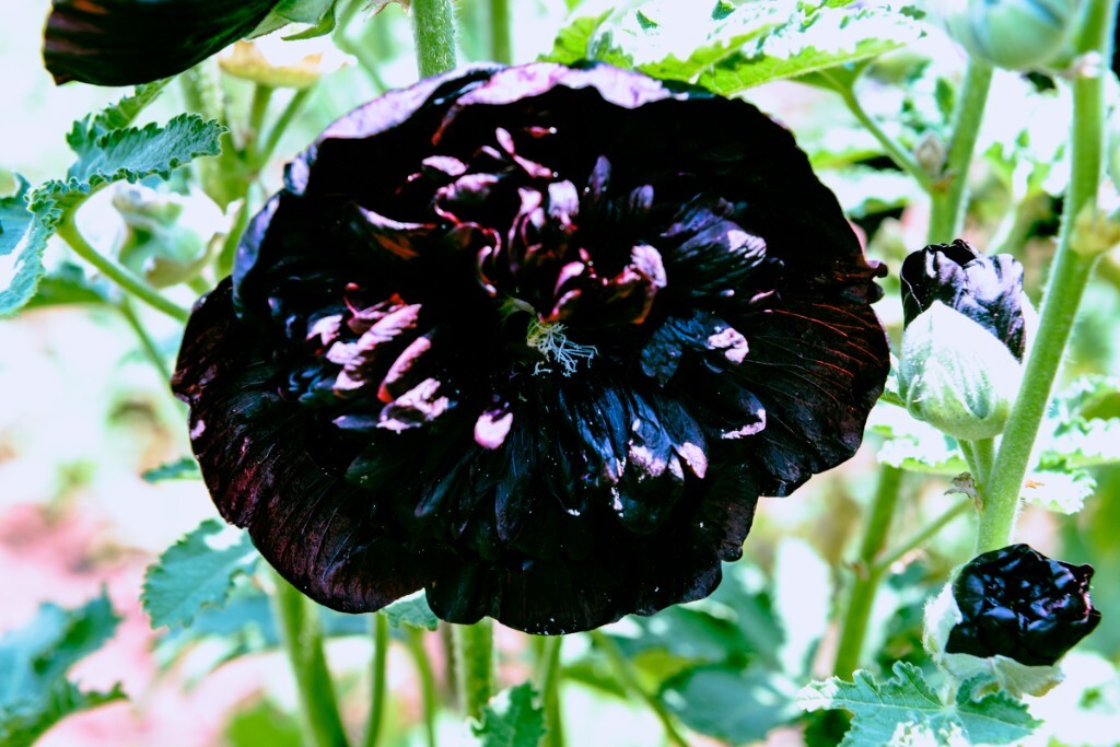 紫黑色的花色，颇为少见
