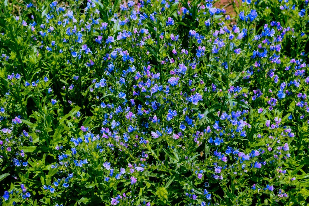 长叶蝴蝶草，另一种叫“蓝猪耳”的花卉是它的近亲，同科同属的。