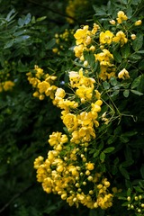 P1070509