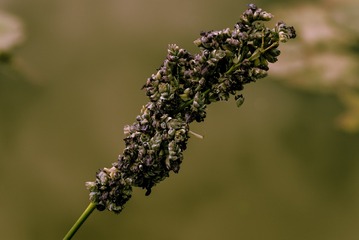 P1070524