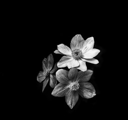 黑白花