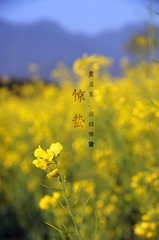 DSC00443_副本.jpg