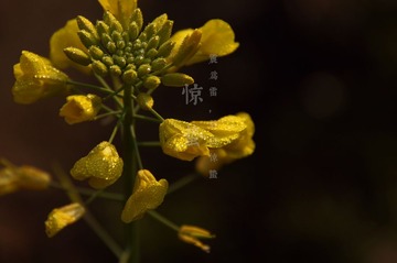 DSC00534_副本.jpg