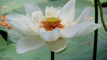 荷花 (5).jpg