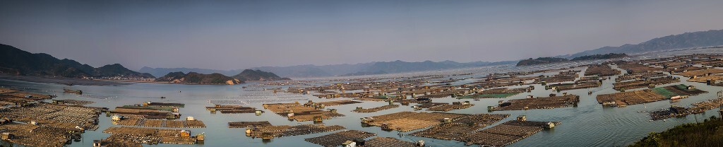 霞浦溪安镇东安鱼排大油菜屿上拍接片