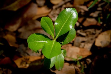 DSC_0397.jpg