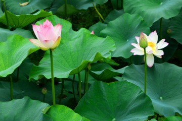 荷花1