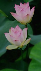 荷花2