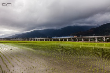 坐在稻田