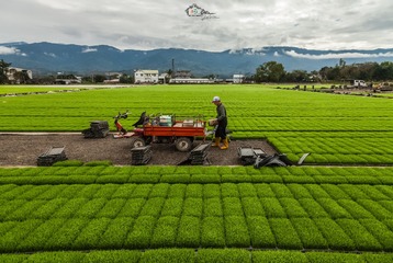 雲哥說: 沒有寒冬時的準備 哪聞得見夏天的金色稻穗