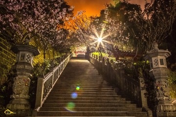 櫻花知道