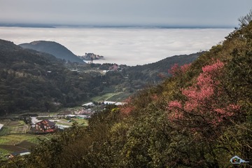 櫻花 雲海  山