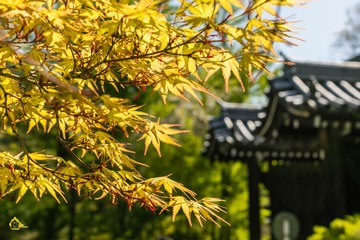 雖然 櫻花綠葉 但是 仍然 春楓滿面