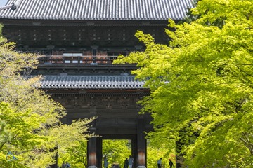 夏楓的禪院 春天的告別