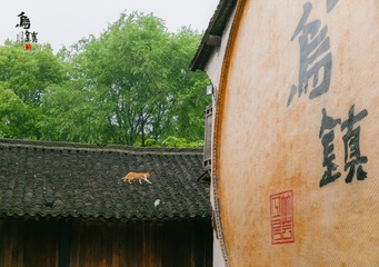 我想學貓飛簷走壁,這樣才能看盡烏鎮風情