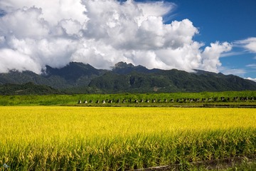 最近的溫度，雲哥只想像隻鱷魚攤在家裡的田裡 吹另key