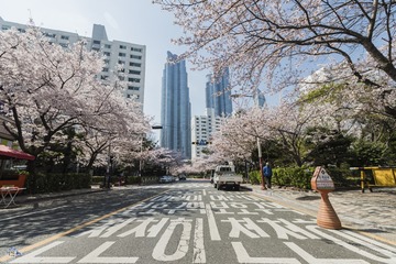 韓國櫻該還沒脫離困境