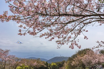 陽明山武陵