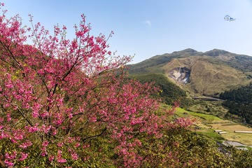 火山爆  花
