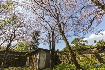 櫻花林