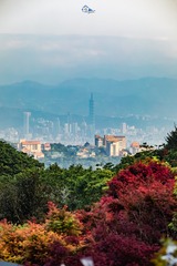 這座城市的楓