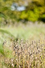 DSC_0270.jpg