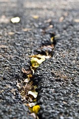 DSC_0236.jpg