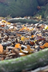 DSC_0240.jpg