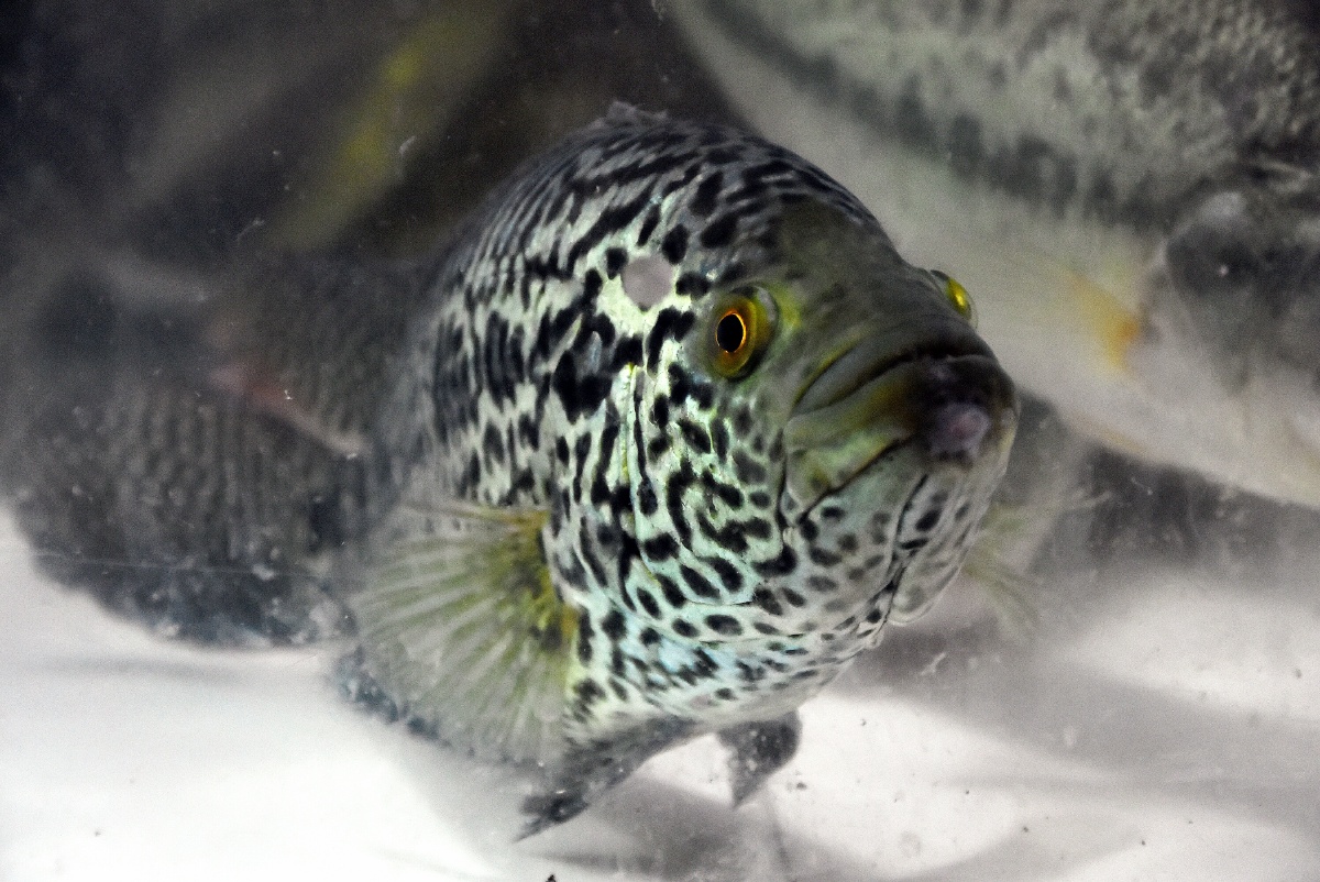 子非鱼安知鱼之乐也