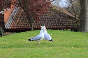 IMG_4965.JPG