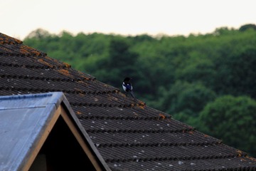 IMG_5718.JPG