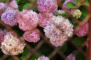 IMG_8251.JPG