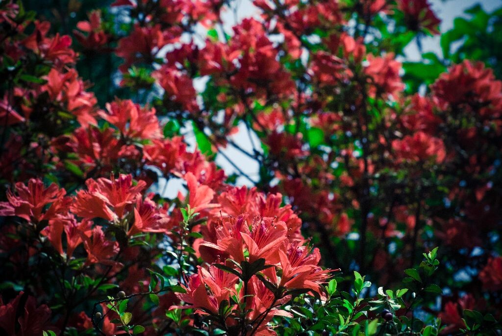芳草绝岭随意绿，野花真是映山红。<br />
