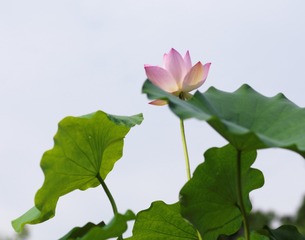 Job_0799