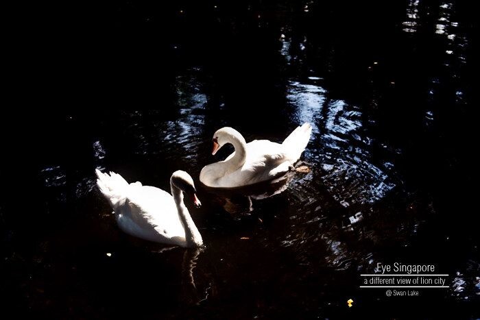 Swan Lake@Jurong Bird Park<br />
天鹅湖@飞禽公园