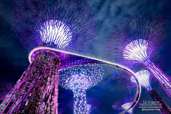 Supertree Forest_Garden by the bay_Singapore<br />
