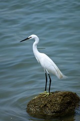 DSC01047.jpg