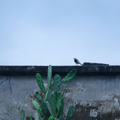DSCF2505_LR11